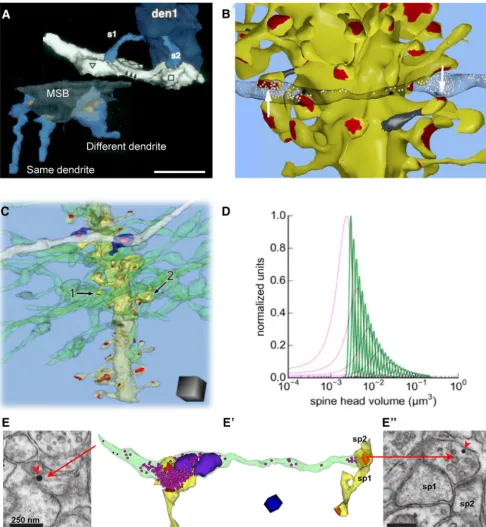Figure 14.Understanding structural responses to coactivation of presynaptic and postsynaptic components.presynaptic axon are more similar in size than are spines from different dendrites sharing a multisynaptic bouton (MSB)
