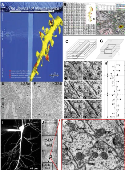 Figure 3.Interpreting quantitative outcomes from serial thin sections.in neuropil areas or volumes requires subtracting areas or volumes of objects (black dots) that nonuniformly occupy space where synapses cannot form