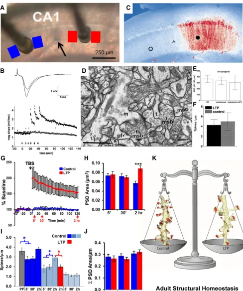Figure 5.Ultrastructure of long-term potentiation in the young adult rat hippocampus.balance in total synaptic weight per unit length of dendrite ( A, Positioning of stimulating electrodes and sample locations for serial EM sections from the control(blue)a