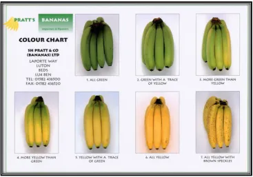Gambar 2. Standar kematangan pisang berdasarkan warna (Caussiol, 2001) 