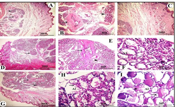 Fig. 5: Photomicrographs of a section of ovary of nursing mother at 21th day of lactation