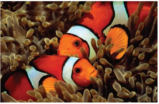 Gambar 2. Amphiprion percula (Drury, 2008)