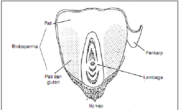 Gambar 1. Struktur biji jagung  