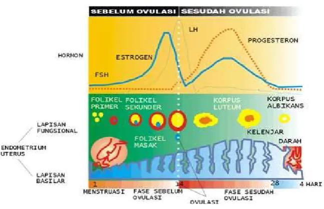 Gambar 1. Fase Menstruasi (Greenspan, 1998)