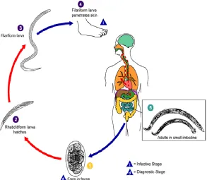 Gambar 6 : Siklus hidup Hook worm (Anonim, 2008). 