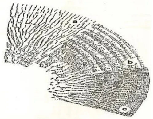 Gambar 3. Susunan molekul pati   