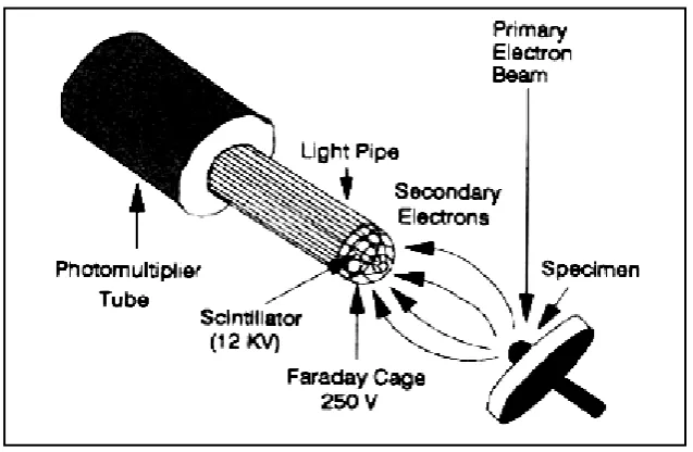 Gambar 2.10. Secondary electron detector(www.udel.edu)   