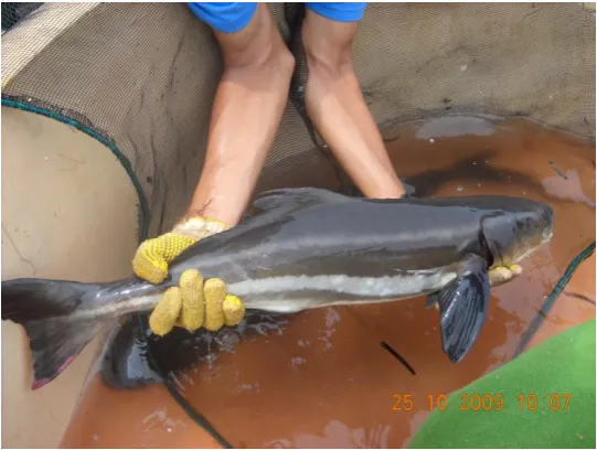 Gambar 1. Morfologi Cobia 