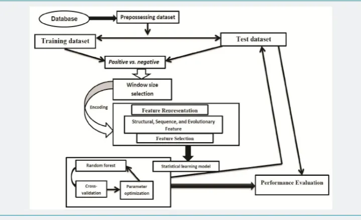 Figure 1: A brief ﬂ owchart template for computational prediction PTM sites. Firstly, the dataset was collected from 