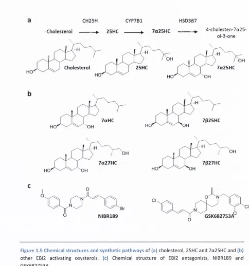 Figure 1.5 Chemical structures and synthetic pathways of (a) cholesterol, 25HC and 7a25HC and (b) 