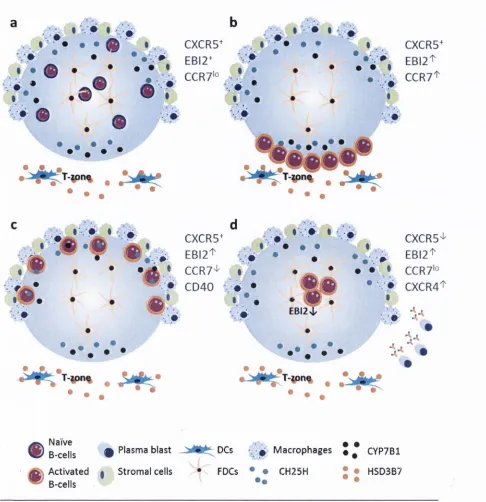 Figure 1.6 Function o f EBI2 in th e im m u n e system , (a) NaTve B cells en ter follicles to look for 