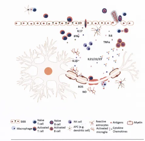 Figure 1.8 Cellular processes involved in multiple sclerosis. Leukocytes gain access to the CNS either the site of injury where they release pro-inflammatory cytokines and chemokines leading tothe injured tissue and form glial scar limiting the extent of d