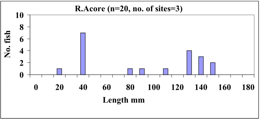 Fig 4.10 Old Leighlin Stream: Length frequency of lamprey ammocoetes