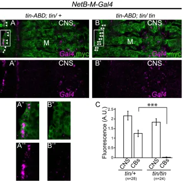 Fig 7. NetBDV inthe regions delineated by insets in A and A-M enhancer element is regulated by Tin in vivo