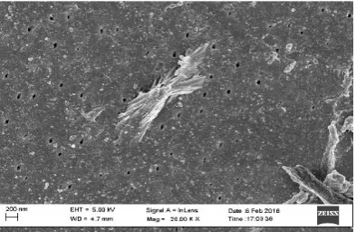   Figure 4. HRSEM image of chitosan stabilized silver nanocomposite 
