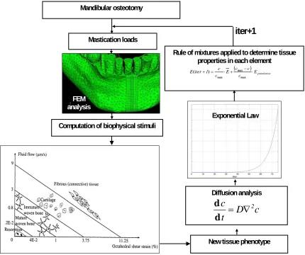 Figure 3 . Schematic of the implemented mechano-regulation algorithm   