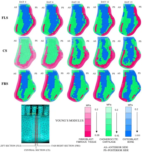 Figure 4. Tissue differentiation and mechanical properties of the bone callus computed with the mechano-regulation algorithm
