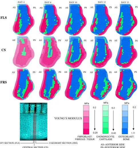 Figure 5. Tissue differentiation and mechanical properties of the bone callus computed with the mechano-regulation algorithm