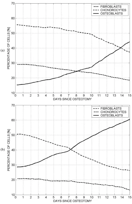 Figure 8. Percentage values of the tissues composing the bone callus. 