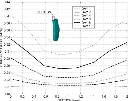Figure 9. Mechanical properties of the bone callus at different time step. Full mastication loads are applied