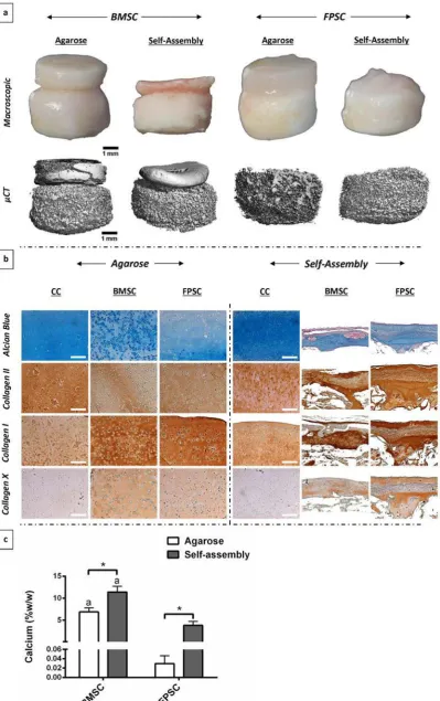Fig. 6. Osteochondral constructs post-implantation, with chondral layers formed using either bone marrow-derived difference with layers of osteochondral constructs