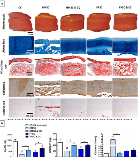 Fig. 7. Osteochondral constructs pre-implantation, with chondral layers formed through self-assembly (SA) of either chondrocytes (CCs), bone marrow-derived MSCs (BMSCs), BMSCs & CCs, fat pad-derived stem cells (FPSCs) or FPSCs & CCs