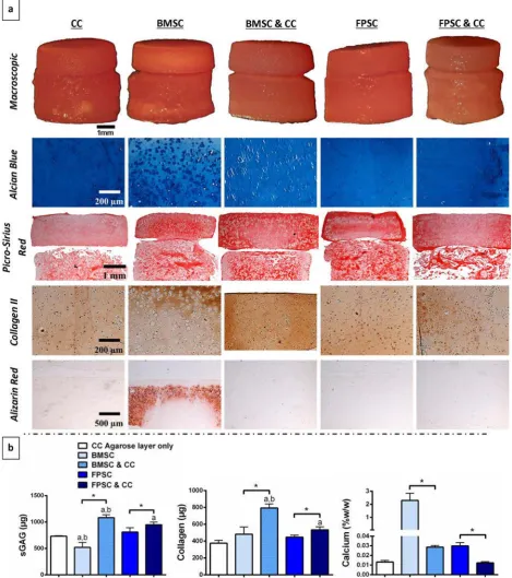 Fig. 9. Osteochondral constructs pre-implantation, with chondral layers formed through agarose encapsulation of group containing FPSCs