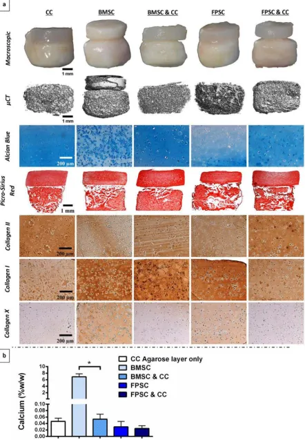Fig. 10. Osteochondral constructs post-implantation, with chondral layers formed through agarose encapsulation of either chondrocytes (CCs), bone marrow-derived MSCs (BMSCs), BMSCs & CCs, fat pad-derived stem cells (FPSCs) or FPSCs & CCs