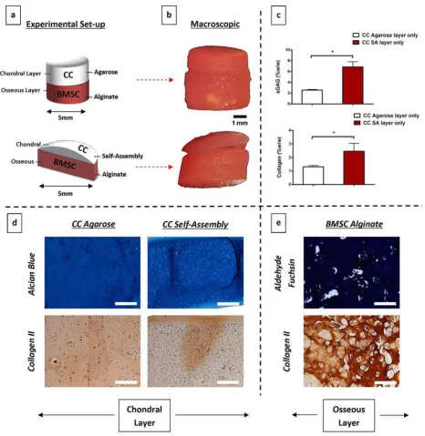 Fig. 3. Bilayered constructs pre-implantation, formed using chondrocytes (CCs) in the chondral layer and bone marrow-(Histological staining of osseous alginate layers