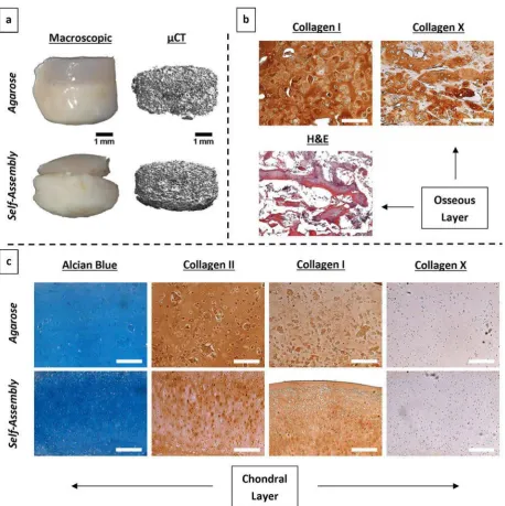 Fig. 4. Osteochondral constructs post-implantation, with chondral layers formed using only chondrocytes (CCs)