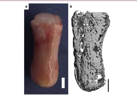 FIG. 4.Anatomically shaped constructs consisting of an osseous component (MSC-encapsulated ﬁbrin)postimplantation.implantation in nude mice for a period of 8 weeks.and a chondral layer (self-assembled chondrocytes) were cultured for 5 weeks in vitro before