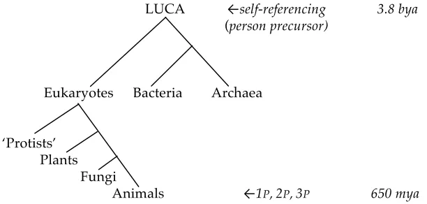 Figure 1:  Possible age of person (‘Protist’ is shown as a group for simplicity). 
