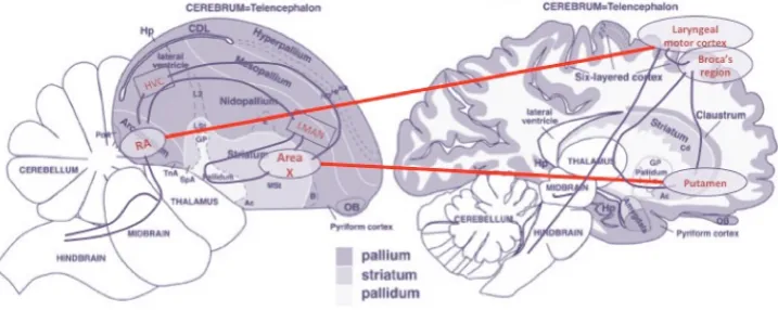 Figure 2: Some homological relations between the birdsong and the human brain, well establishedon developmental grounds