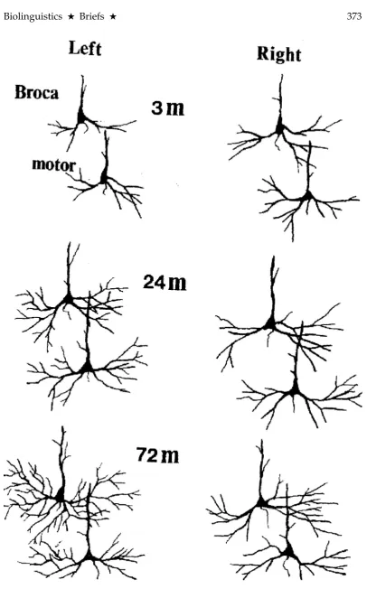 Figure 1: Stained images of neurons analyzed at 3 months, 24 months, and 72 months, obtainedfrom Broca’s and oro-motor cortical regions, from right and left hemispheres.