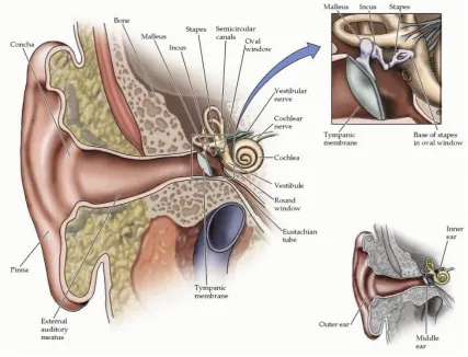 Figure 2.1: The auditory periphery (Purves et al., 2008). 