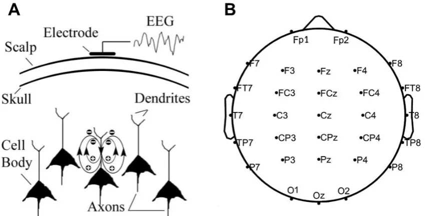 Figure 2.3: Measuring neuronal population activity with EEG. 