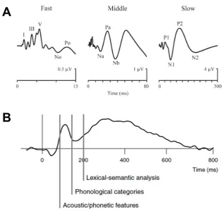 Figure 2.4: The temporal profile of the auditory evoked potential (AEP). 
