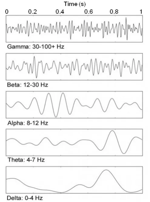 Figure 2.5: Cortical oscillations in EEG (adapted from Kent, 2010). 