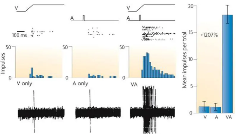 Figure 2.7: Multisensory integration in a superior colliculus neuron (adapted from Stein 