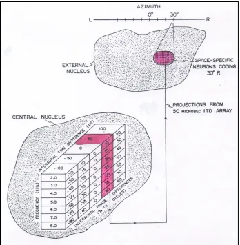 Figure 1:  Columnar organization to derive ITDs in barn owl’s inferior colliculus 