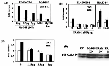 FIG. 2. Effect of dominant negative MyD88, IRAK-1, and TRAF-6 on IL-1-induced Gal4-p65(1–551)EL4.NOB-1 cells with dominant negative-encoding plasmids on Gal4-p65derived from MyD88-null mice (A, right-hand panel) and IRAK-deﬁcient 293 cells (B, right-hand p