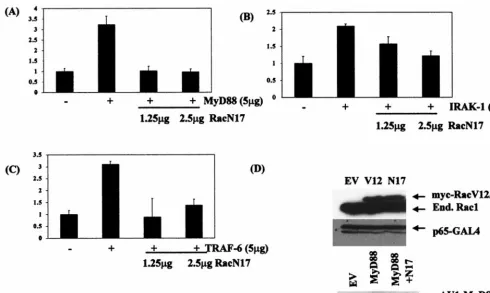 FIG. 4. Dominant negative RacN17 inhibits MyD88-, IRAK-1-, and TRAF-6-driven Gal4-p65(1–551)been transfected with 5(DN) Rac1 as indicated, 2.5transiently transfected with 5ng/ml), extracts were prepared and measured for luciferase activity