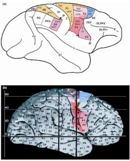 Figure 1:  Lateral view of the monkey (a) and human (b) cortex 