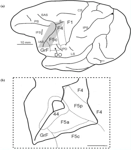 Figure 2:  Architectonic maps of the macaque PMv as proposed by Belmalih et al. (2009) 