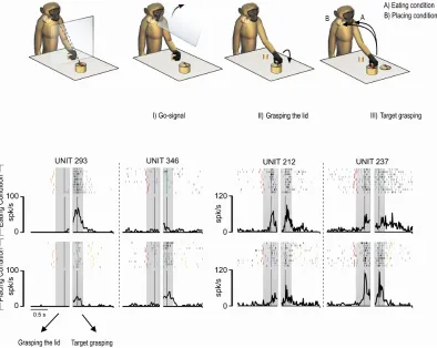 Figure 2:  Top. Action sequence tasks. A transparent screen allowed the monkey to establish from the beginning which of the two action goals (eating or placing) had to be performed