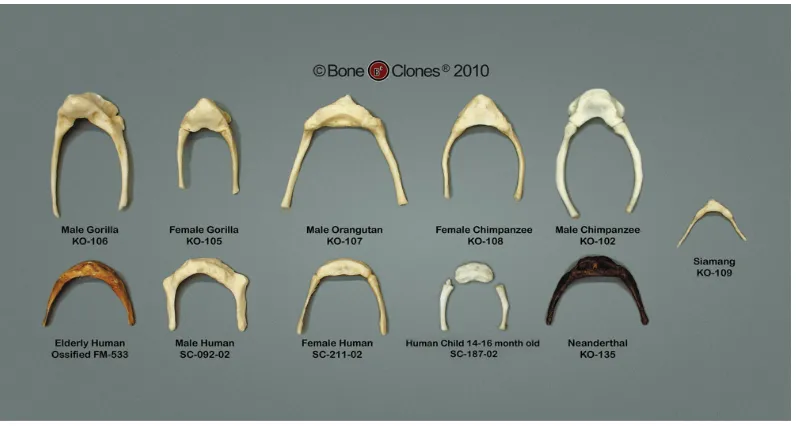 Figure 6:  Different hyoid bone models from different primates. © Bone Clones www.boneclones.com, with permission  
