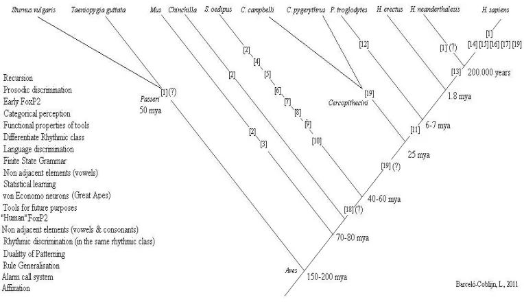 Figure 6): The ability to discriminate between different linguistic rhythmic patterns has been positively proven in five-month-old babies (Nazzi et al