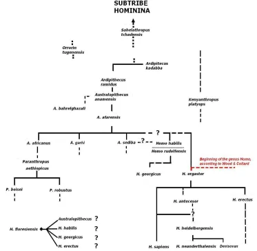 Figure 3:  A possible classification of the subtribe Hominina 