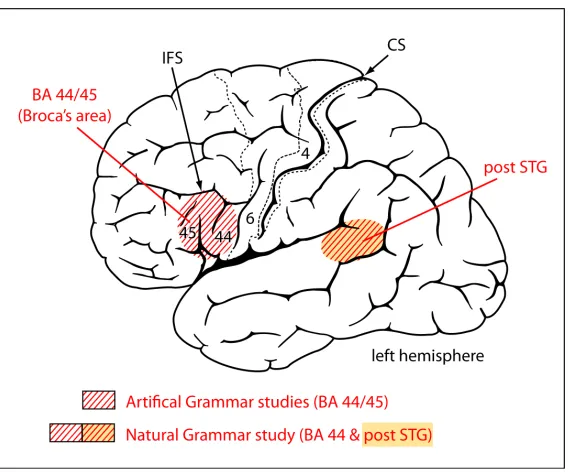 Figure 4:  Schematic view of activation pattern for the main effect of hierarchy in the language do-main