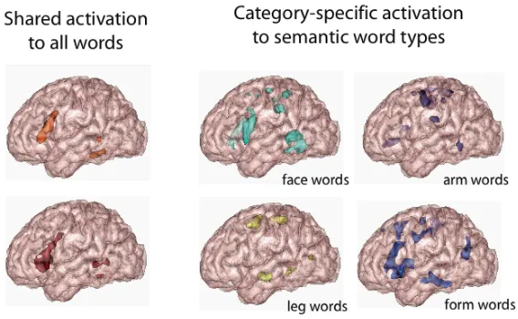 Figure 2:  Brain activation patterns during passive word reading: Cortical areas activated by all words alike (left side) are contrasted with areas specifically activated by fine-grained semantic word categories (right side), action words related to the fa